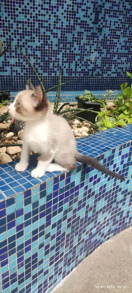 Gato ra a Mestiçio Siamês idade Abaixo de 2 meses nome Pedrinho