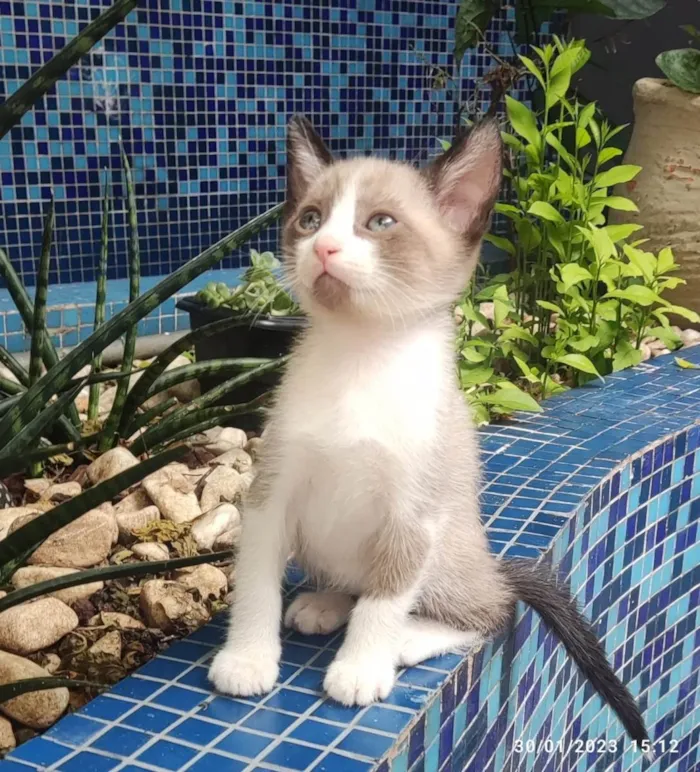 Gato ra a Mestiçio Siamês idade Abaixo de 2 meses nome Pedrinho