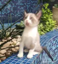 Pedrinho