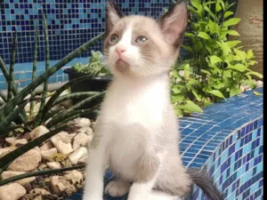 Gato raça Mestiçio Siamês idade Abaixo de 2 meses nome Pedrinho