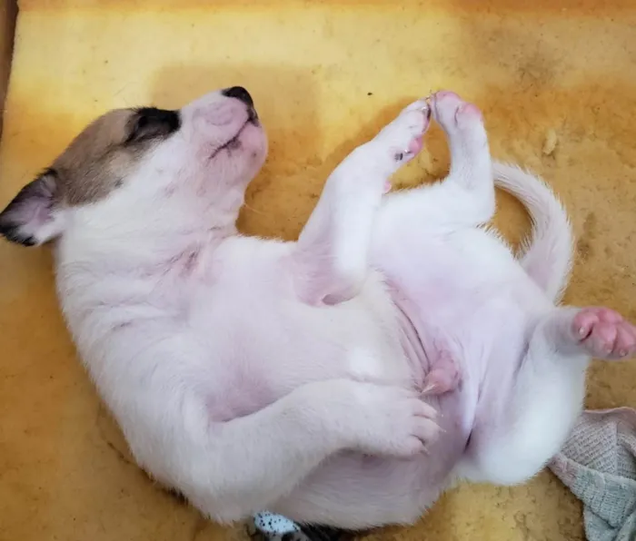 Cachorro ra a SRD-ViraLata idade Abaixo de 2 meses nome Não tem nome 