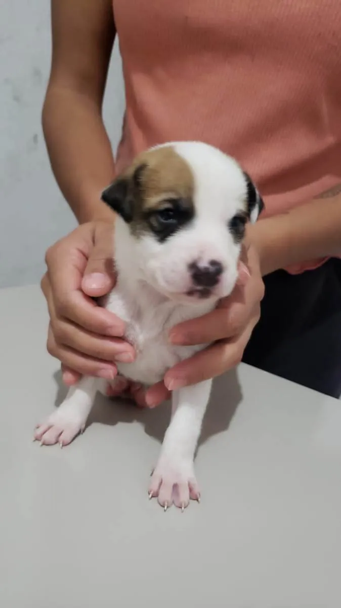 Cachorro ra a SRD-ViraLata idade Abaixo de 2 meses nome Não tem nome 