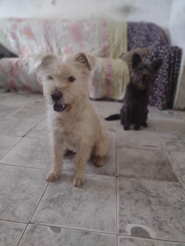 Cachorro raça Chow Chow com Poodle  idade 2 anos nome Lucky 