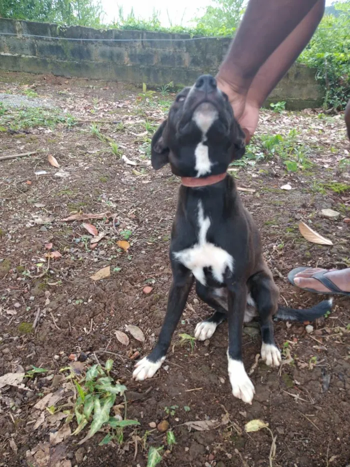 Cachorro ra a SRD-ViraLata idade 7 a 11 meses nome Bob