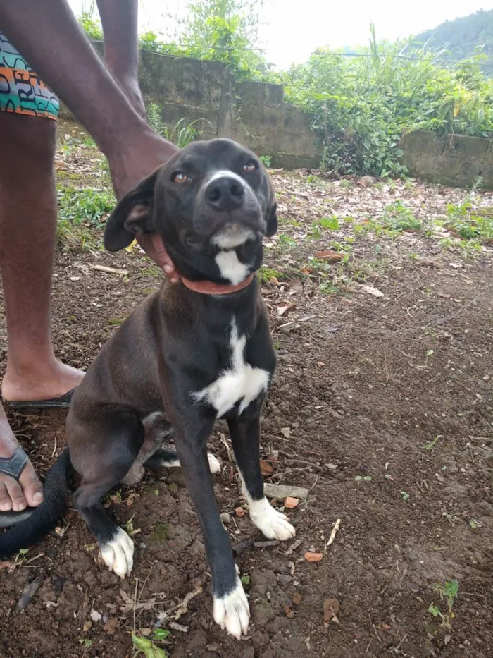 Cachorro ra a SRD-ViraLata idade 7 a 11 meses nome Bob