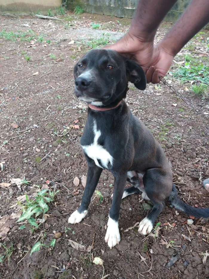 Cachorro ra a SRD-ViraLata idade 7 a 11 meses nome Bob