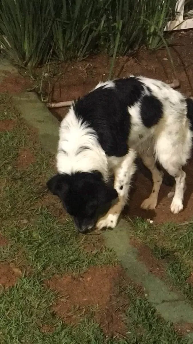 Cachorro ra a SRD-ViraLata idade 6 ou mais anos nome Frederico/fred