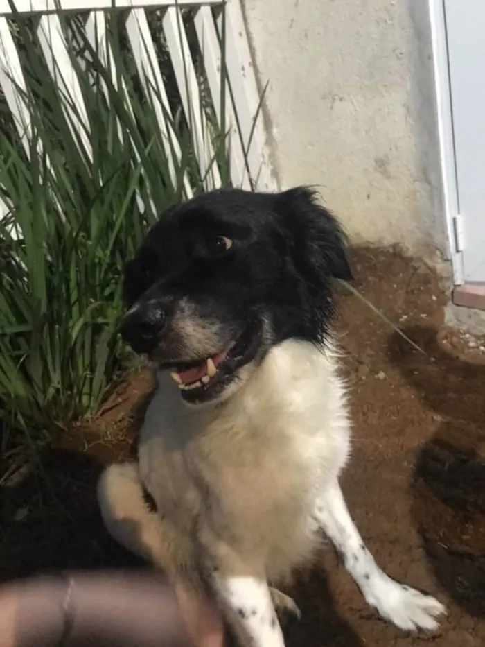 Cachorro ra a SRD-ViraLata idade 6 ou mais anos nome Frederico/fred