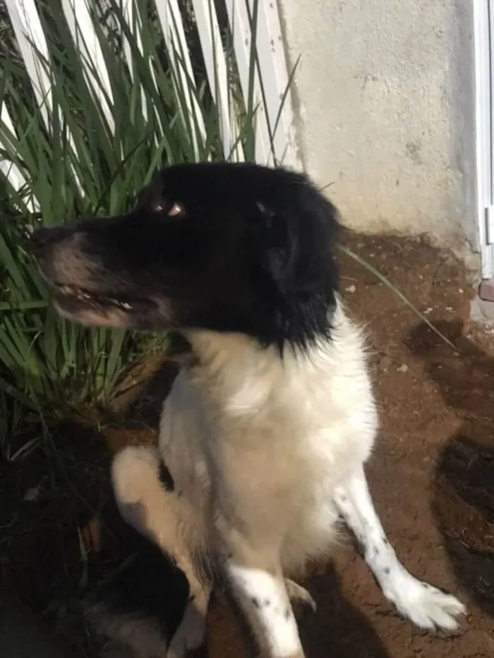 Cachorro ra a SRD-ViraLata idade 6 ou mais anos nome Frederico/fred