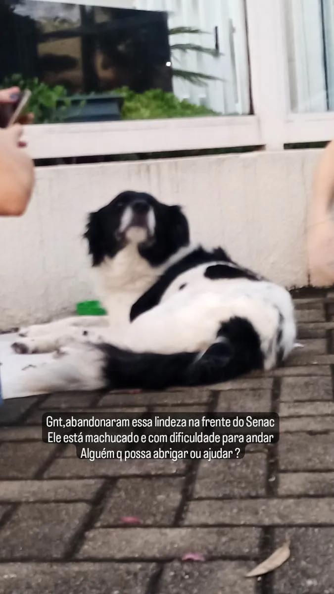 Cachorro ra a SRD-ViraLata idade 6 ou mais anos nome Frederico/fred