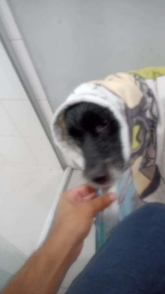 Cachorro ra a SRD-ViraLata idade 6 ou mais anos nome Frederico/fred