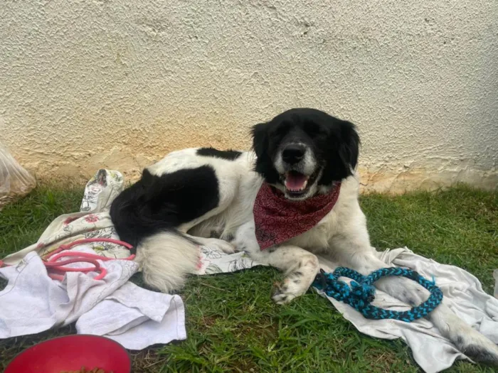 Cachorro ra a SRD-ViraLata idade 6 ou mais anos nome Frederico/fred