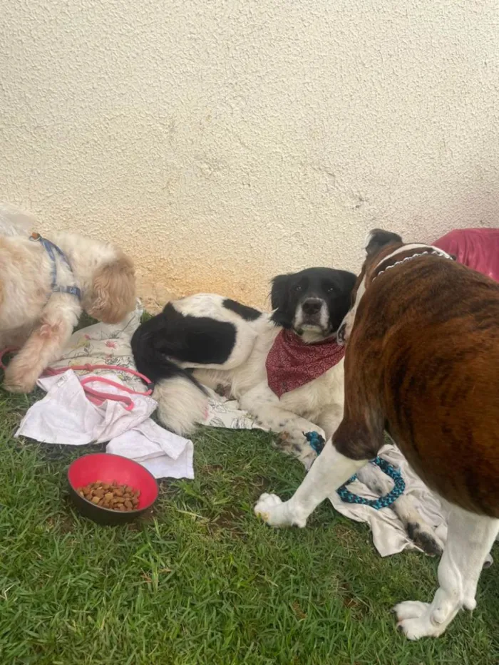 Cachorro ra a SRD-ViraLata idade 6 ou mais anos nome Frederico/fred