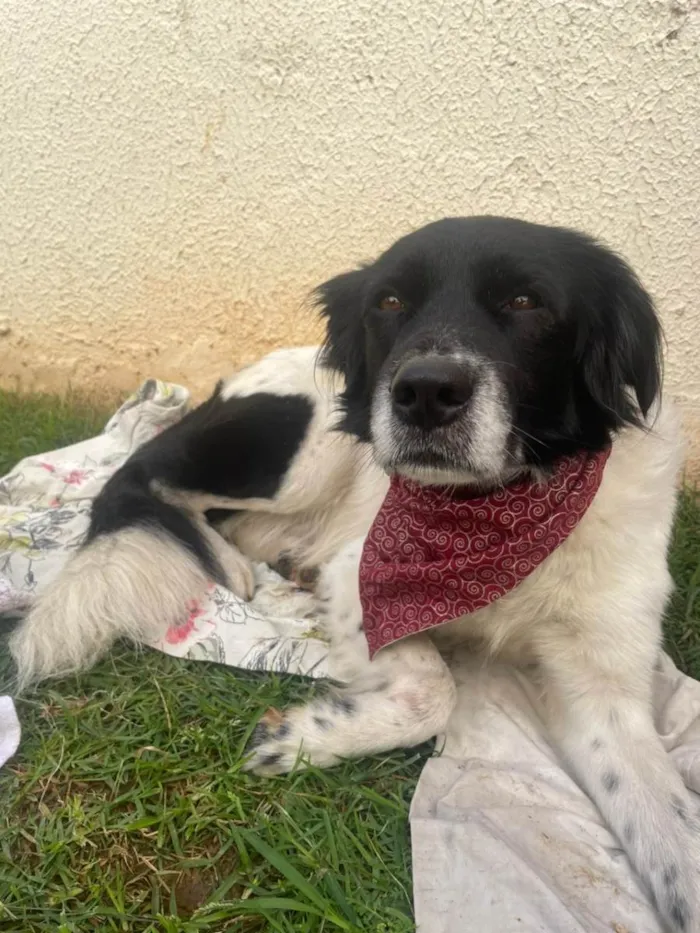 Cachorro ra a SRD-ViraLata idade 6 ou mais anos nome Frederico/fred