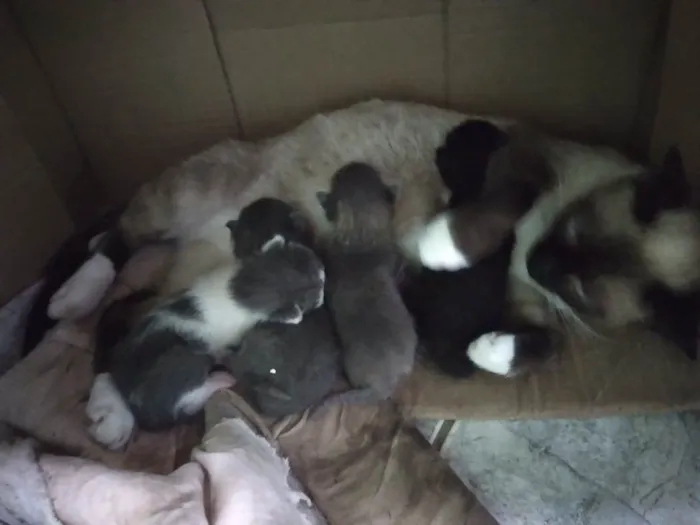 Gato ra a Siamês idade Abaixo de 2 meses nome Filhote de gato