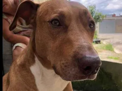 Cachorro raça Pit-Bull idade 4 anos nome THOR