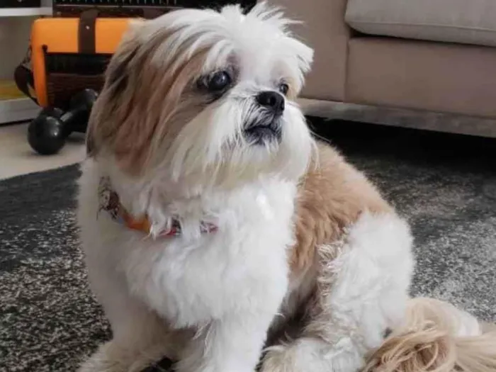 Cachorro ra a Lhasa Apso idade 6 ou mais anos nome Foguinho 