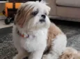 Foguinho