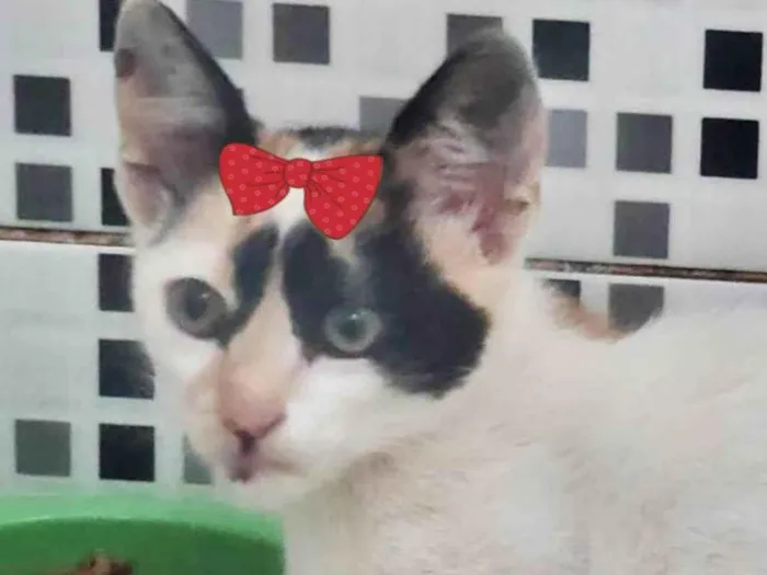 Gato ra a Mestica  idade 2 a 6 meses nome Cindy 