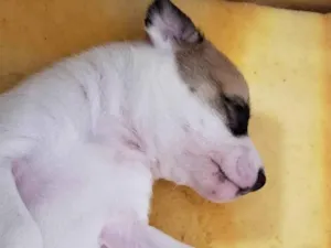 Cachorro raça SRD-ViraLata idade Abaixo de 2 meses nome Não tem nome 