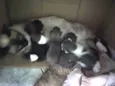 Filhote de gato