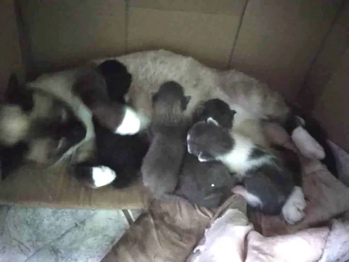 Gato ra a Siamês idade Abaixo de 2 meses nome Filhote de gato