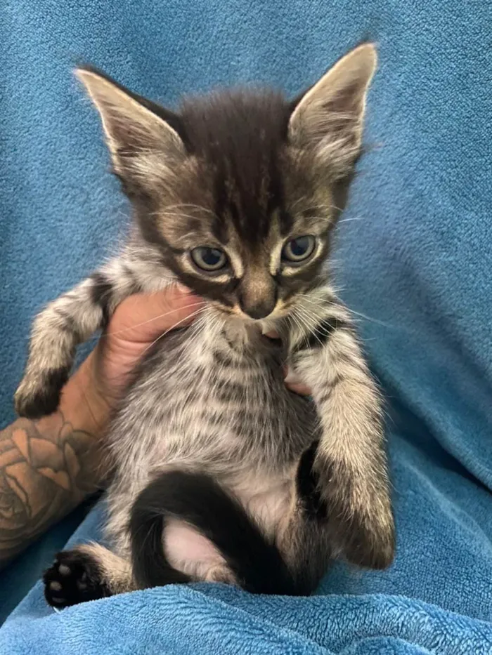 Gato ra a Não tem idade 2 a 6 meses nome Não tem 
