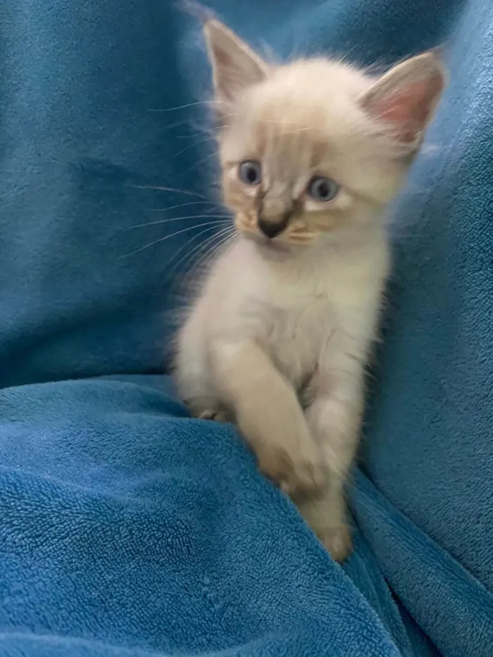 Gato ra a Não tem idade 2 a 6 meses nome Não tem 