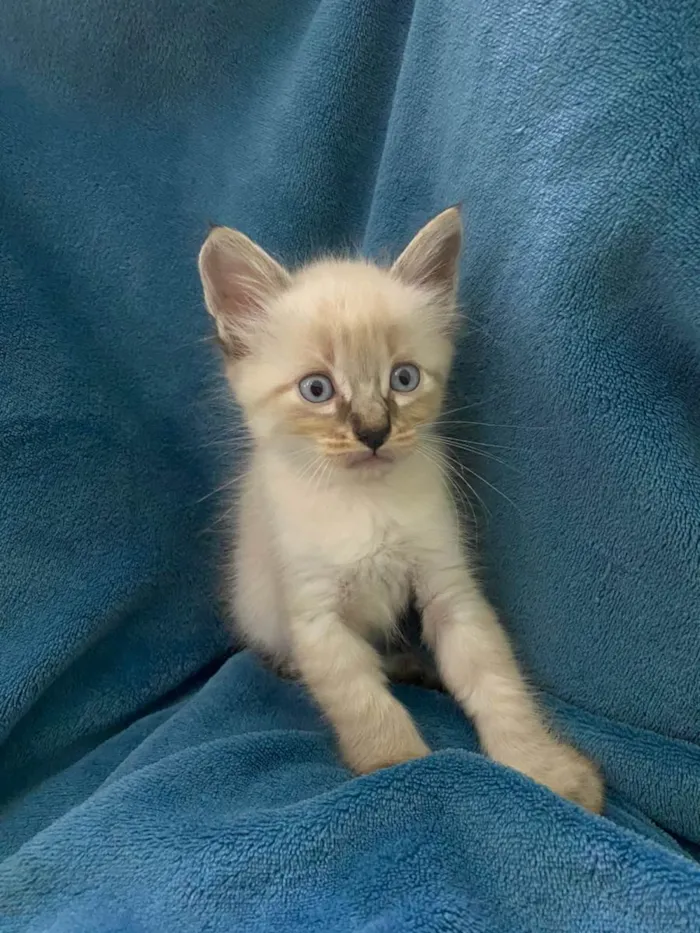 Gato ra a Não tem idade 2 a 6 meses nome Não tem 