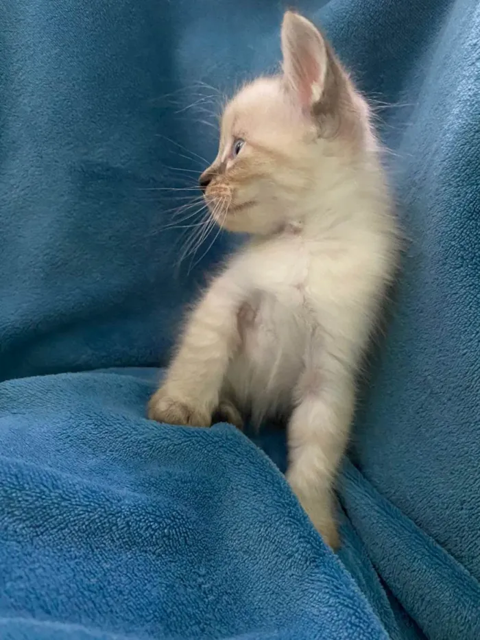 Gato ra a Não tem idade 2 a 6 meses nome Não tem 