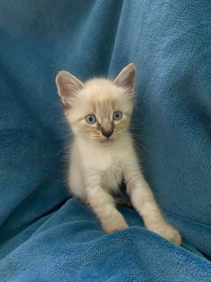 Gato ra a Não tem idade 2 a 6 meses nome Não tem 