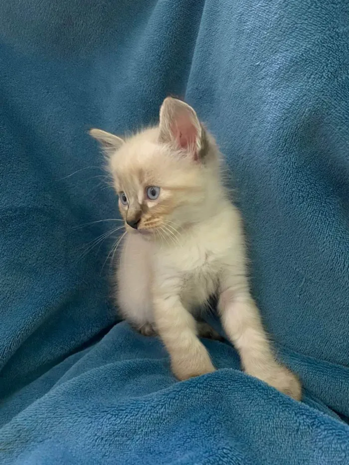 Gato ra a Não tem idade 2 a 6 meses nome Não tem 