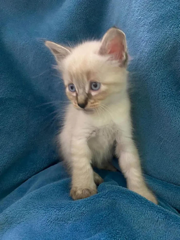 Gato ra a Não tem idade 2 a 6 meses nome Não tem 