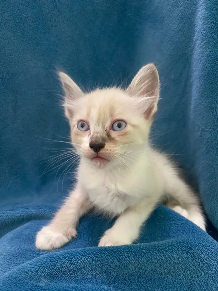 Gato ra a Não tem idade 2 a 6 meses nome Não tem 