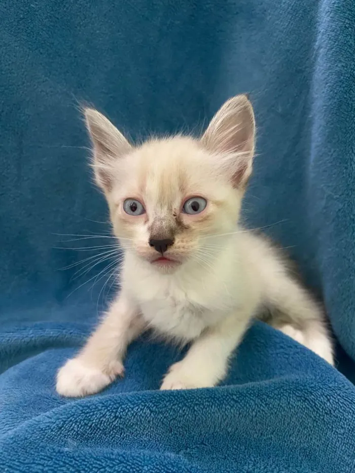 Gato ra a Não tem idade 2 a 6 meses nome Não tem 