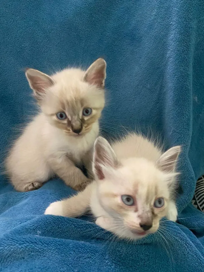 Gato ra a Não tem idade 2 a 6 meses nome Não tem 