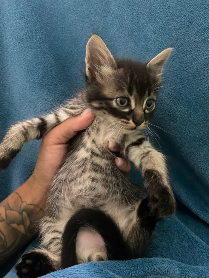 Gato ra a Não tem idade 2 a 6 meses nome Não tem 