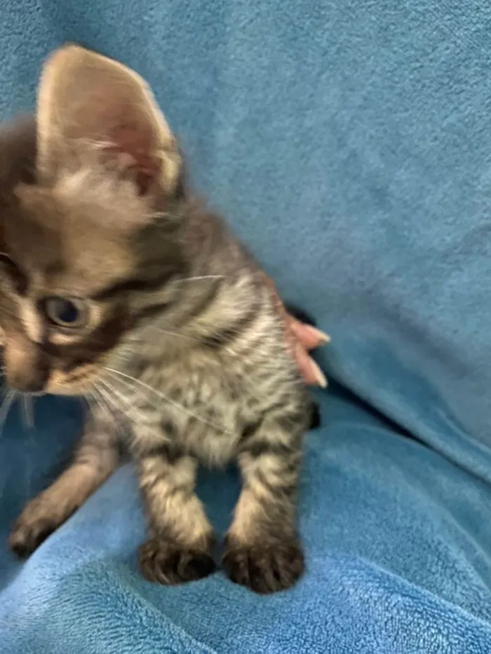 Gato ra a Não tem idade 2 a 6 meses nome Não tem 