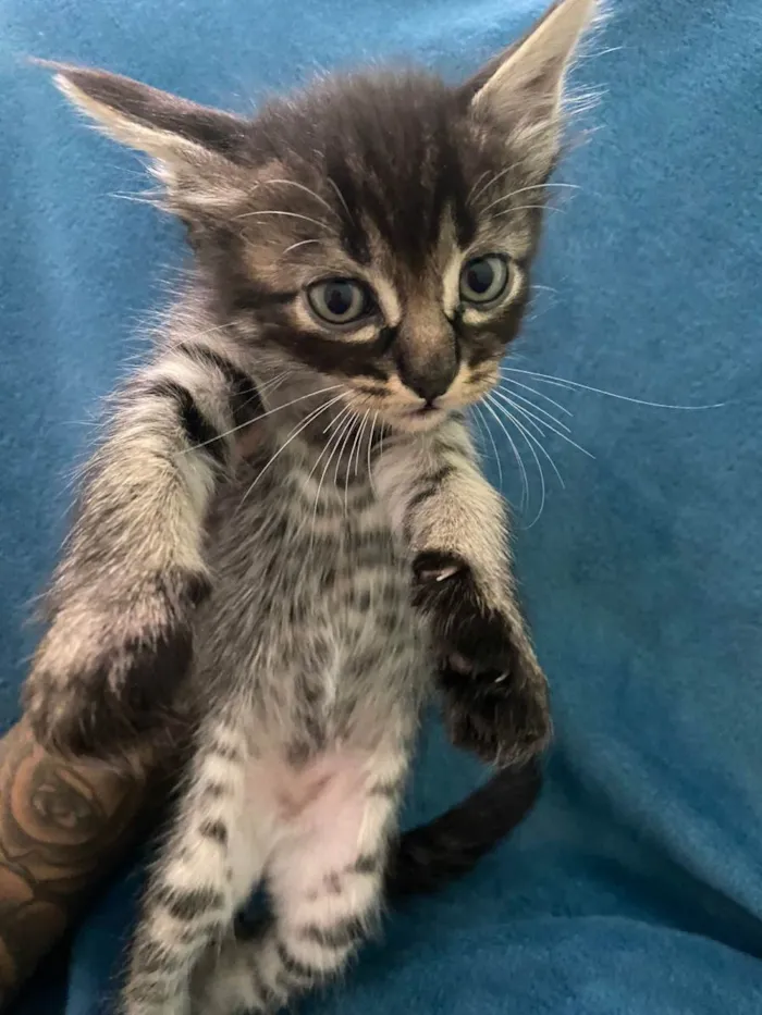 Gato ra a Não tem idade 2 a 6 meses nome Não tem 