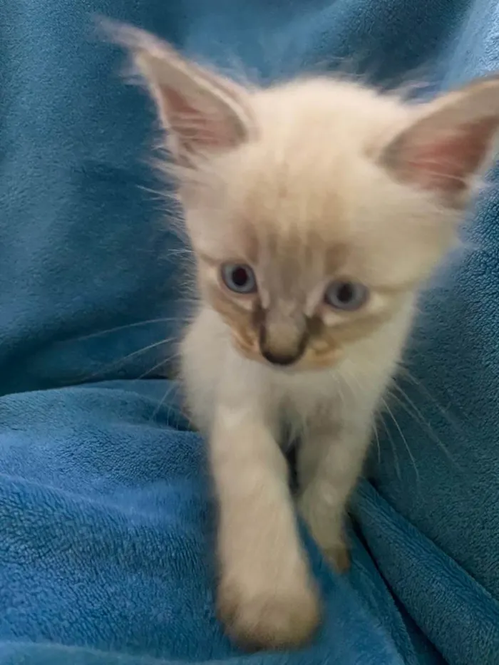 Gato ra a Não tem idade 2 a 6 meses nome Não tem 