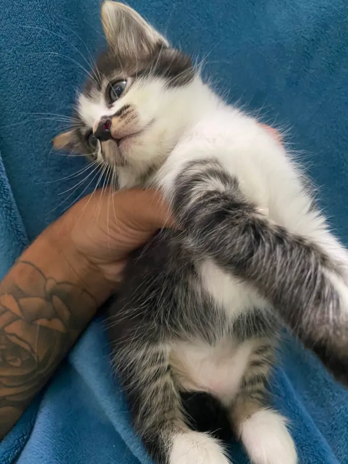 Gato ra a Não tem idade 2 a 6 meses nome Não tem 