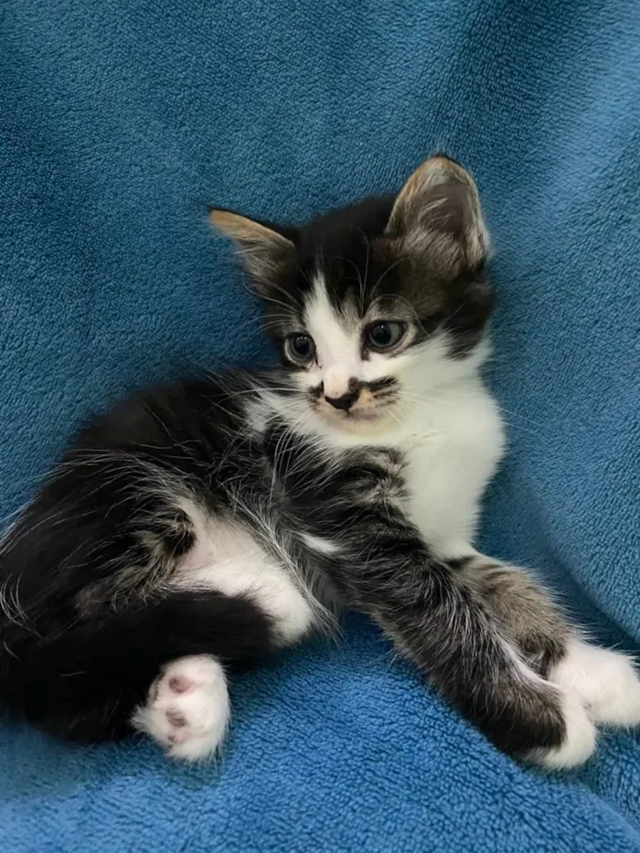 Gato ra a Não tem idade 2 a 6 meses nome Não tem 