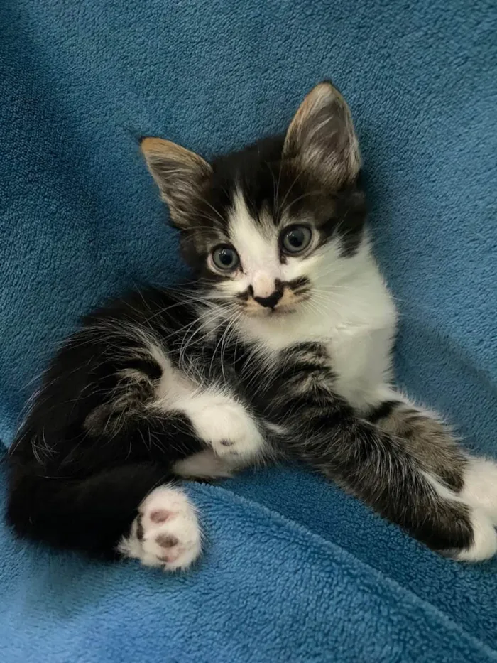 Gato ra a Não tem idade 2 a 6 meses nome Não tem 