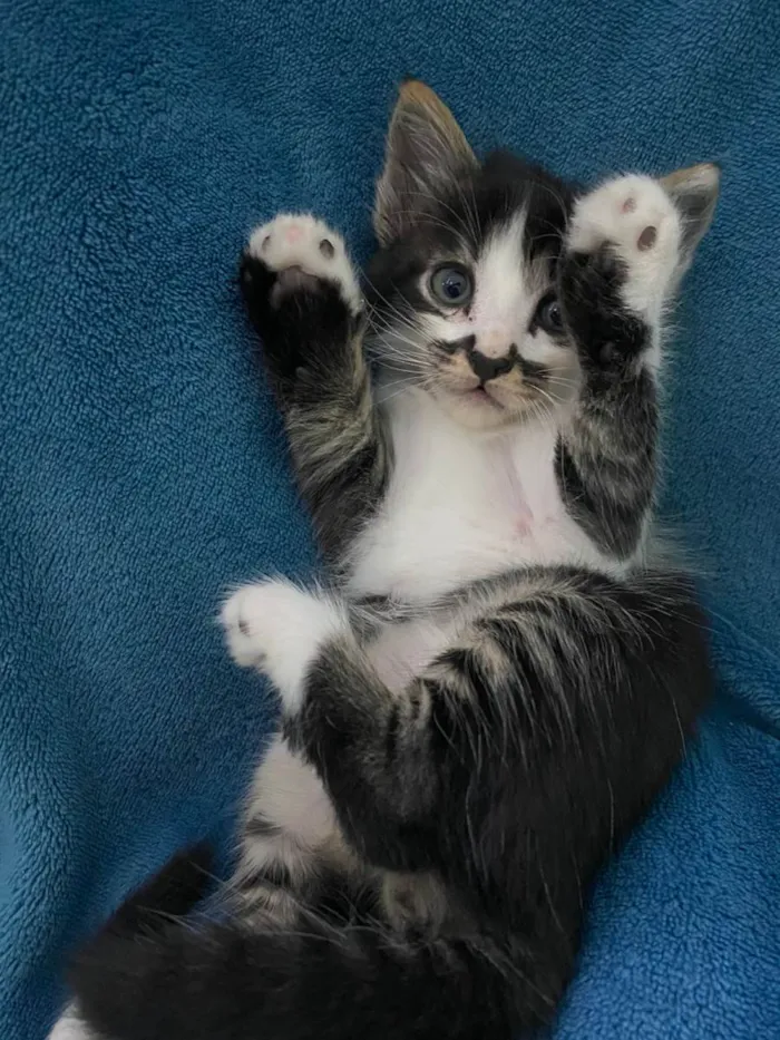 Gato ra a Não tem idade 2 a 6 meses nome Não tem 