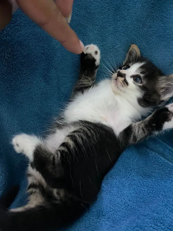 Gato ra a Não tem idade 2 a 6 meses nome Não tem 