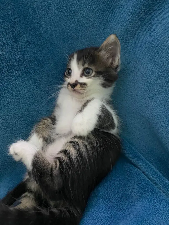 Gato ra a Não tem idade 2 a 6 meses nome Não tem 