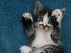 Gato raça Não tem idade 2 a 6 meses nome Não tem 