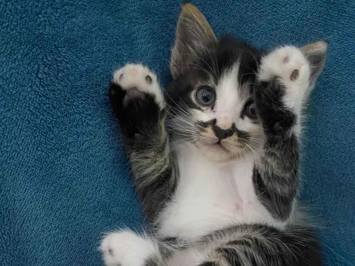 Gato ra a Não tem idade 2 a 6 meses nome Não tem 