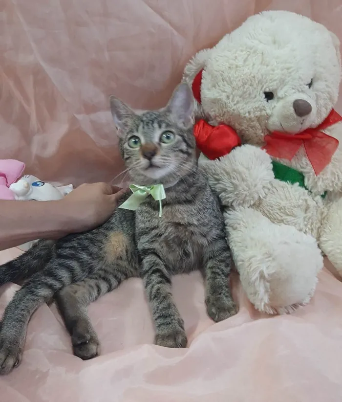 Gato ra a SRD-ViraLata idade 2 a 6 meses nome Príncipe. 