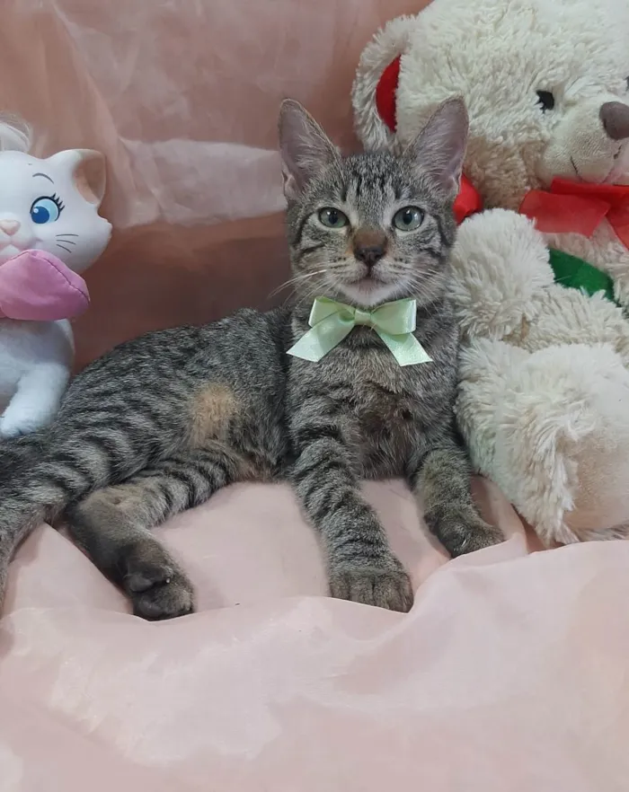 Gato ra a SRD-ViraLata idade 2 a 6 meses nome Príncipe. 